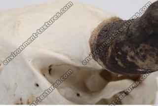 skull antler 0028